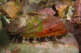 Photo of a Pinto Abalone